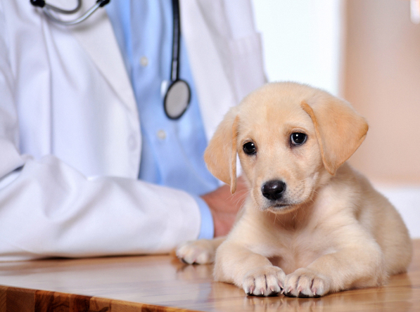 California Pet Clinic Insurance